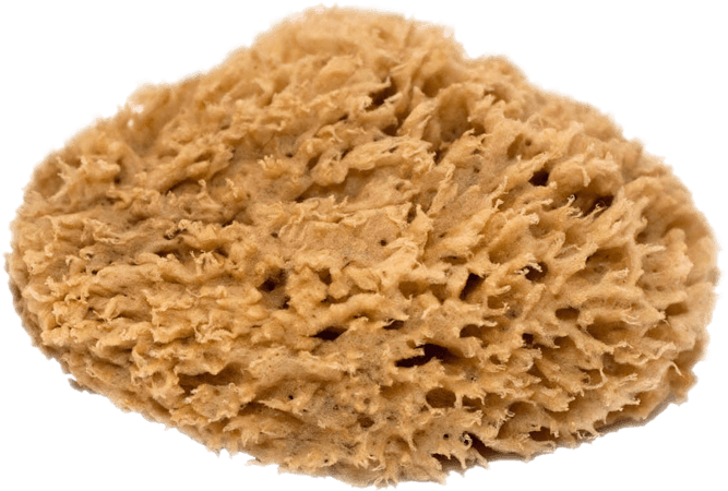 Natural Sea Sponge (700x700), Png Download