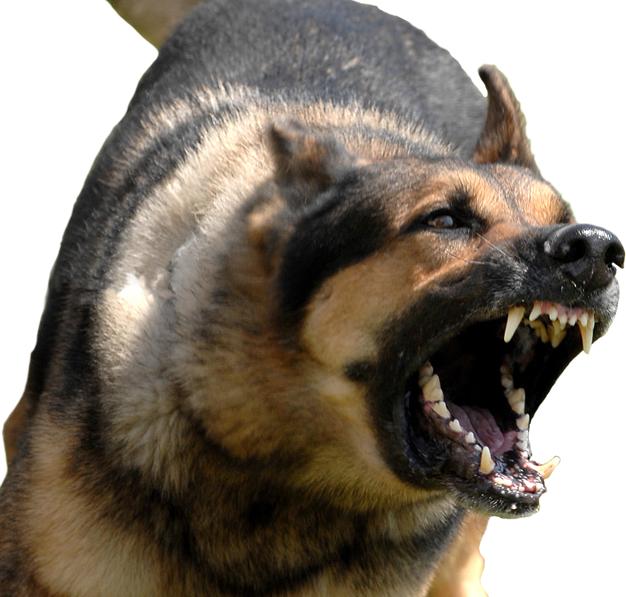 Angry Dog Transparent (1258x1200), Png Download
