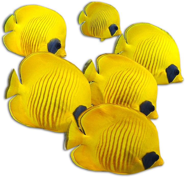 Purchase A Sea Aquarium - Custom Animal Pillowcase Cover 16"x16" One Side Suitable (1080x828), Png Download