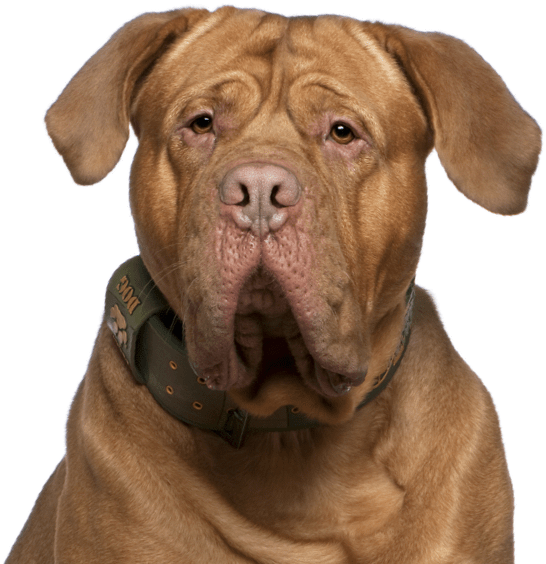 Search - Dog Yawns (565x585), Png Download