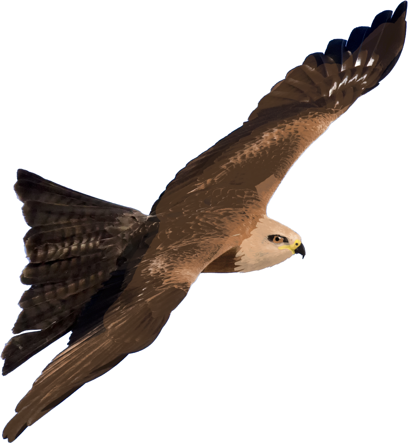 Hybrid Kite - Wiki (1536x1620), Png Download