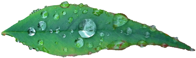 Leaf, Southern Sky, Japan, Plant - Japan (851x340), Png Download