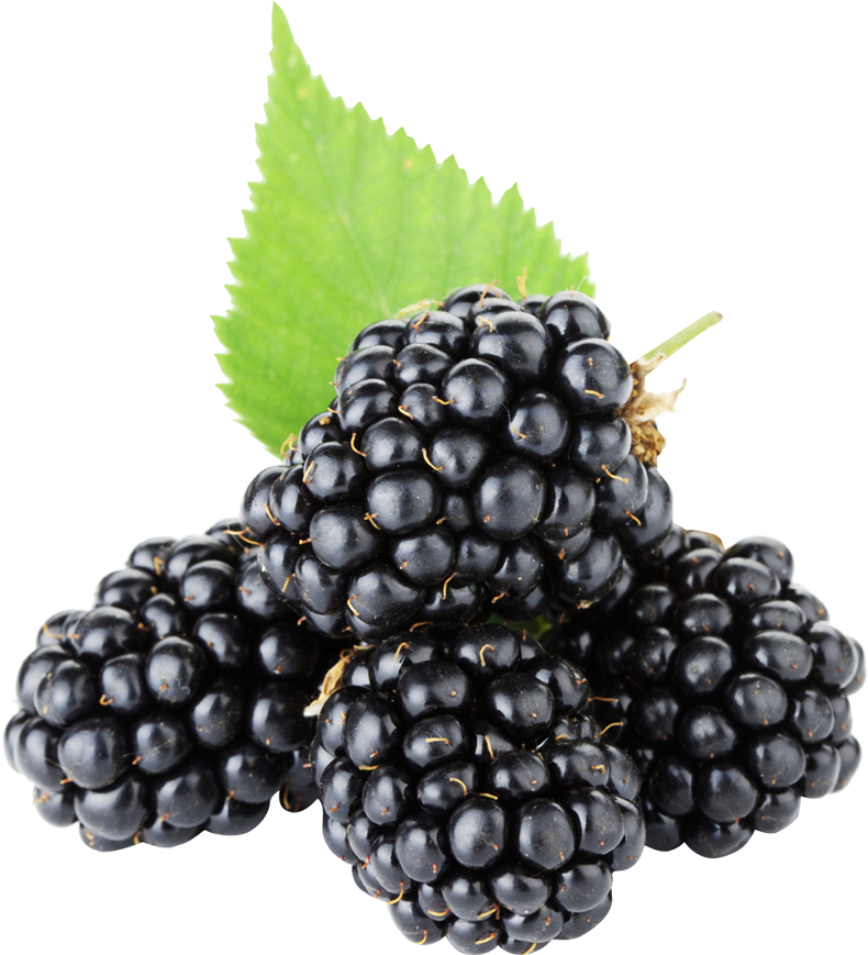 Best Free Blackberry Png Clipart - Blackberry Fruit Png (800x880), Png Download