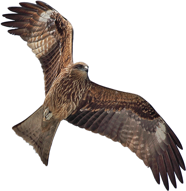 Masked Photograph Downloads - Black Kite Bird Png (664x680), Png Download