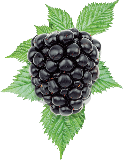 Fuirt Blackberry (431x562), Png Download