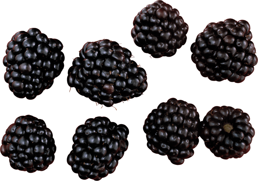 Free Png Blackberry Png Images Transparent - Blackberry Png (850x597), Png Download