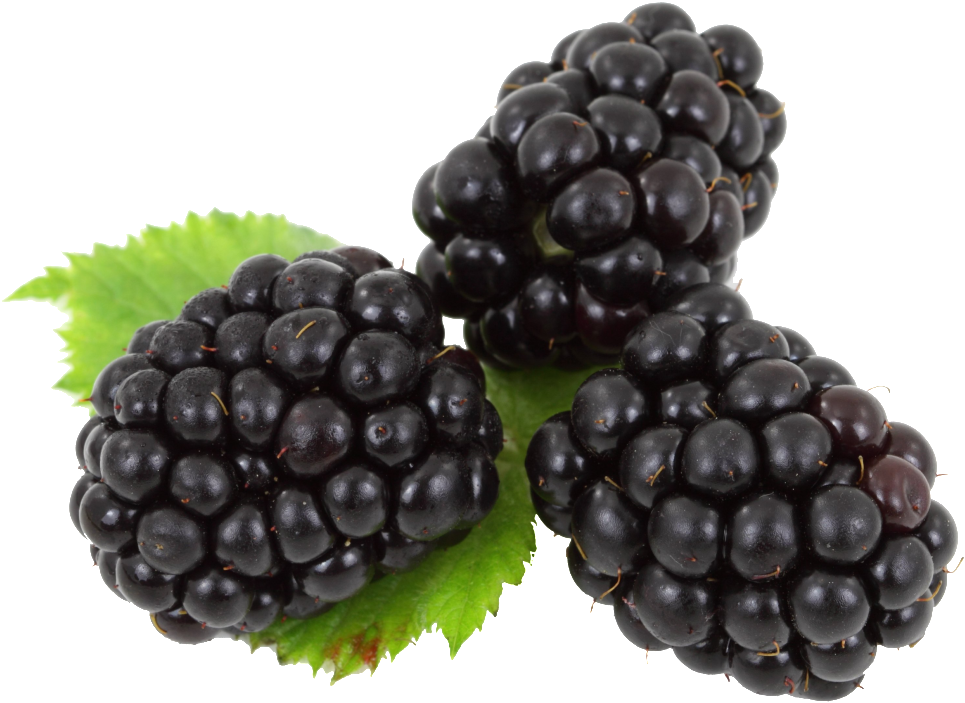 Blackberry Png Image - Blackberry Fruit (550x450), Png Download
