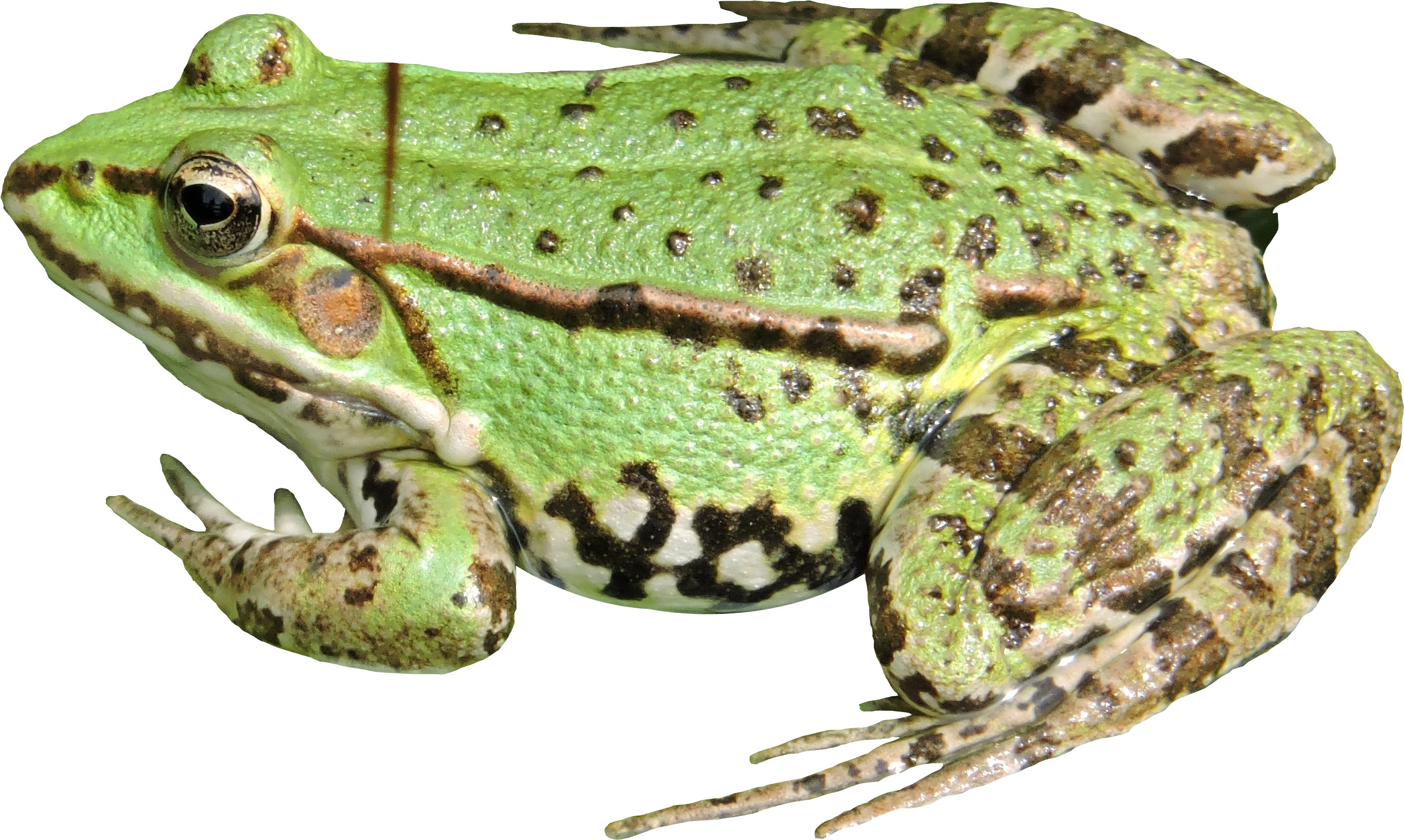 Frog Png Transparent - Frog Png (2943x1866), Png Download