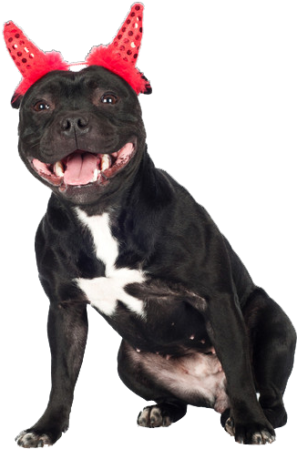 Wellcome To Luckystaff - Staffordshire Bull Terrier (400x600), Png Download