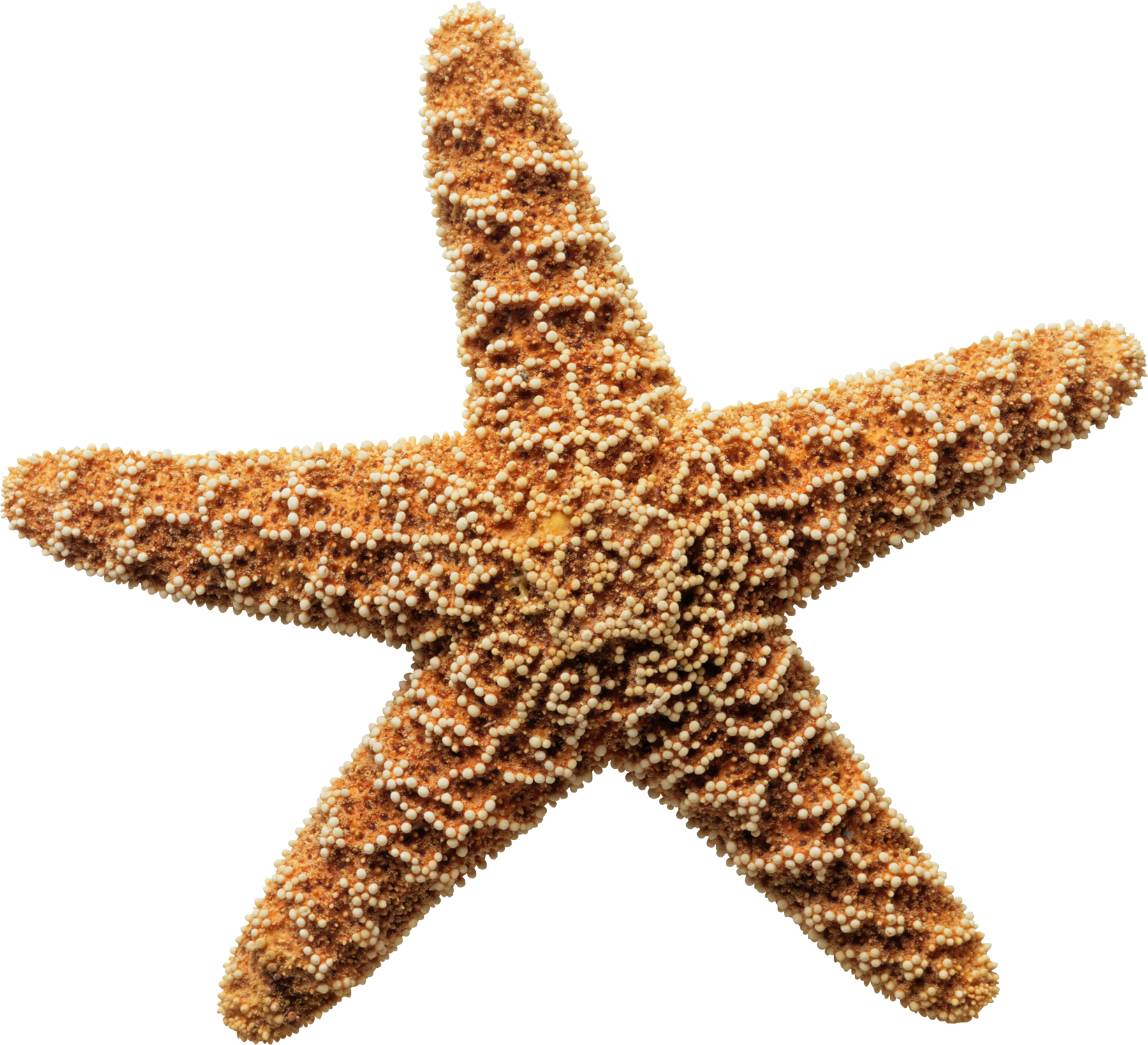 Sea Star Png Download Image - Star Fish On A Shore (1800x1638), Png Download
