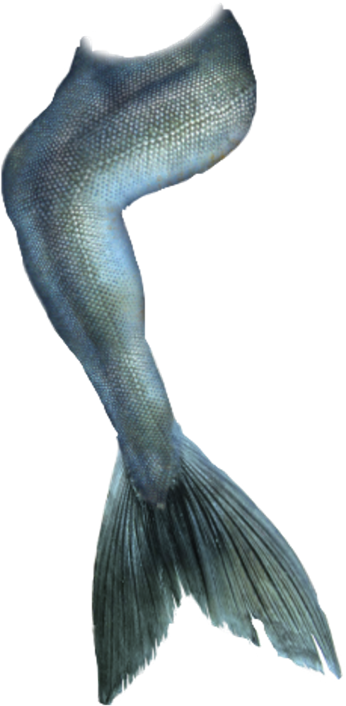 Mermaidtail Fishtail Tail Mermaid Siren Sirena Sirene - Realistic Mermaid Tail Png (1024x1024), Png Download