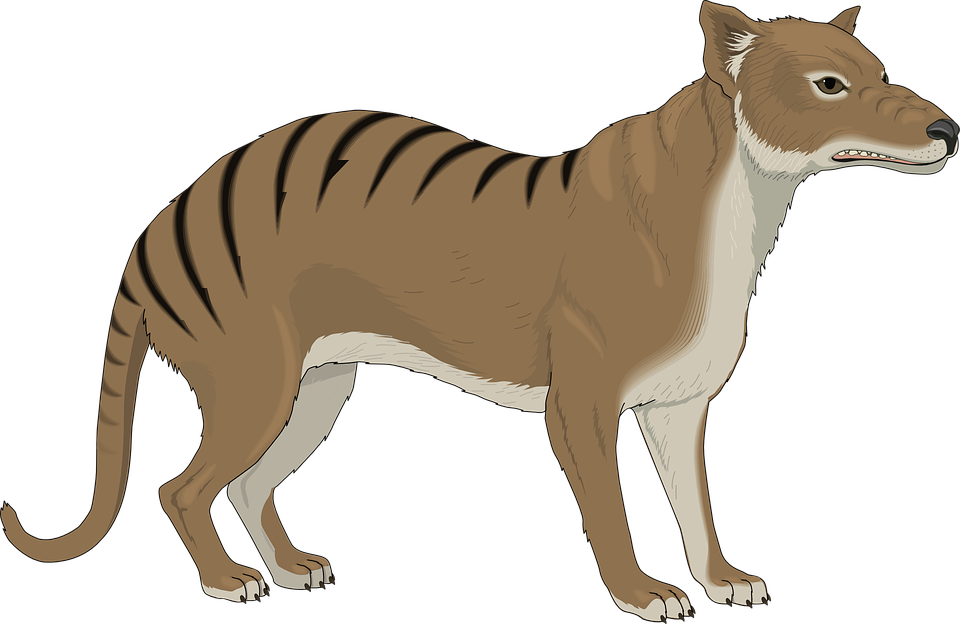 Tasmanian Tiger Png - Tasmanian Tiger Clipart Png (960x624), Png Download