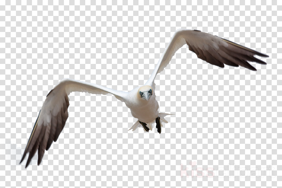 Bird Flying Png For Photoshop Clipart Bird Gulls Clip - Black Check Decorative File Folders, Letter, 3 Tab (900x600), Png Download