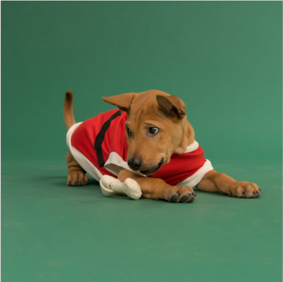Puppies On Demand - Companion Dog (991x557), Png Download