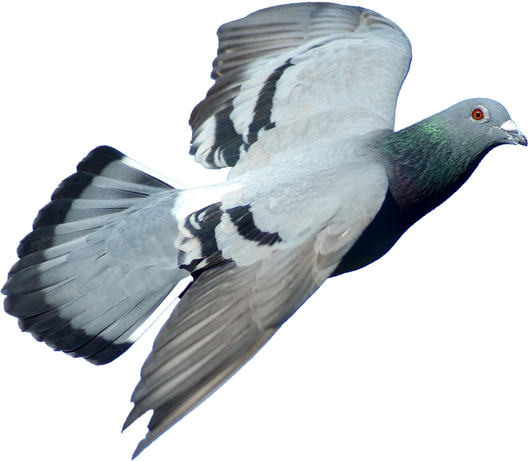 Disney Princess Images Pigeon 15 Hd Wallpaper And Background - Typical Pigeons (2000x2000), Png Download