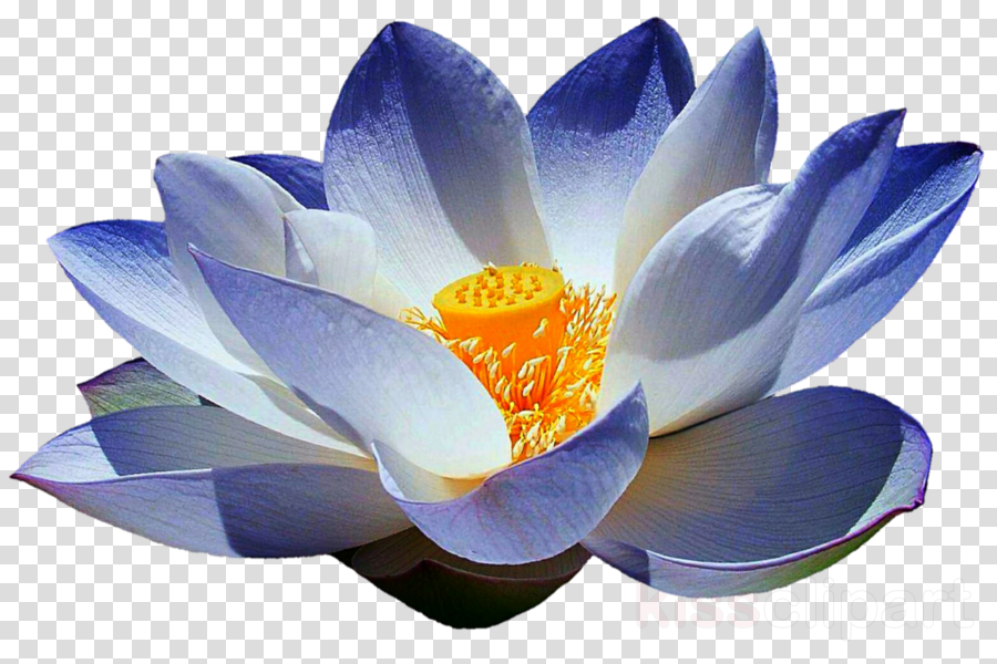 Download Blue Lotus Flower Png Clipart Sacred Lotus Egyptian Sacred
