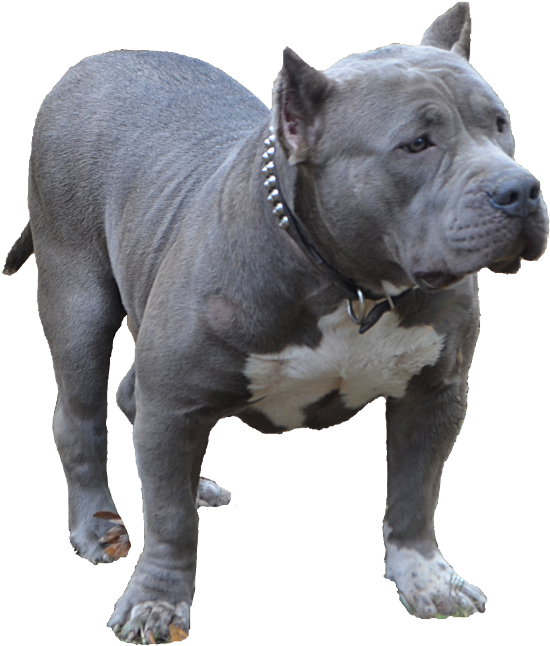 Blue Bully Pitbull - American Bully Dog Png (550x653), Png Download
