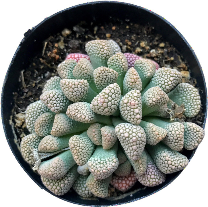 Luckhoffii - Hedgehog Cactus (865x865), Png Download