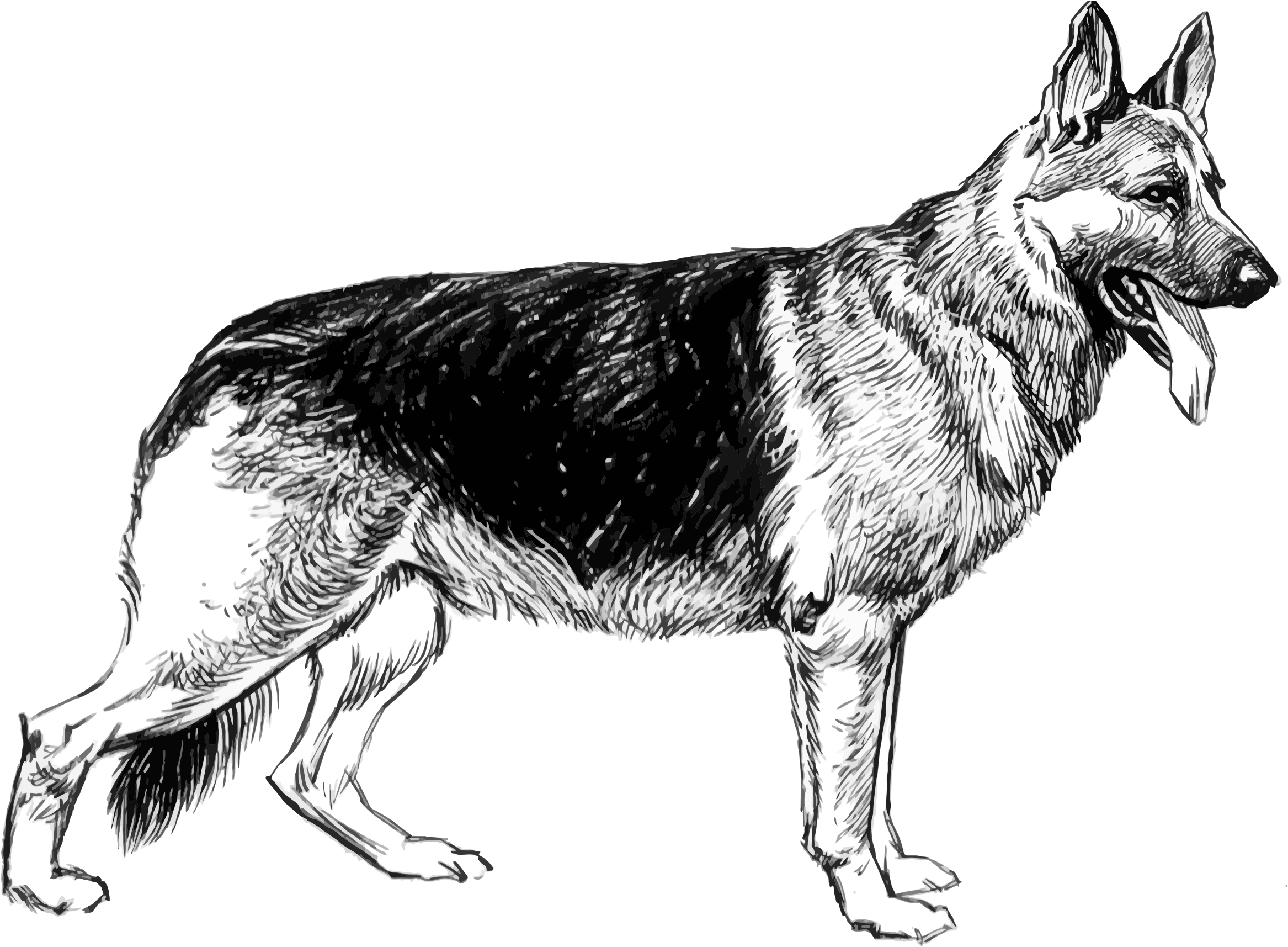 Big Image (2334x1715), Png Download
