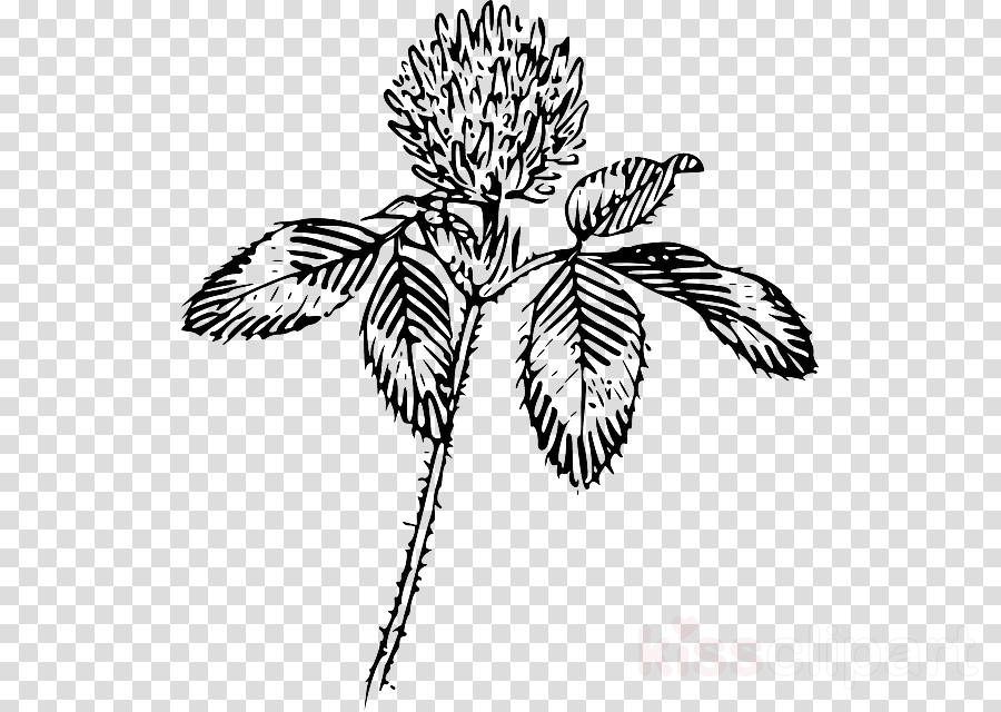 Download Flower Outline Png Clipart Four-leaf Clover - Red Clover Drawing (900x640), Png Download