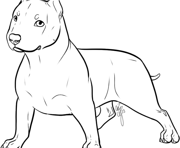 Drawn Pitbull Transparent - Drawing (640x480), Png Download