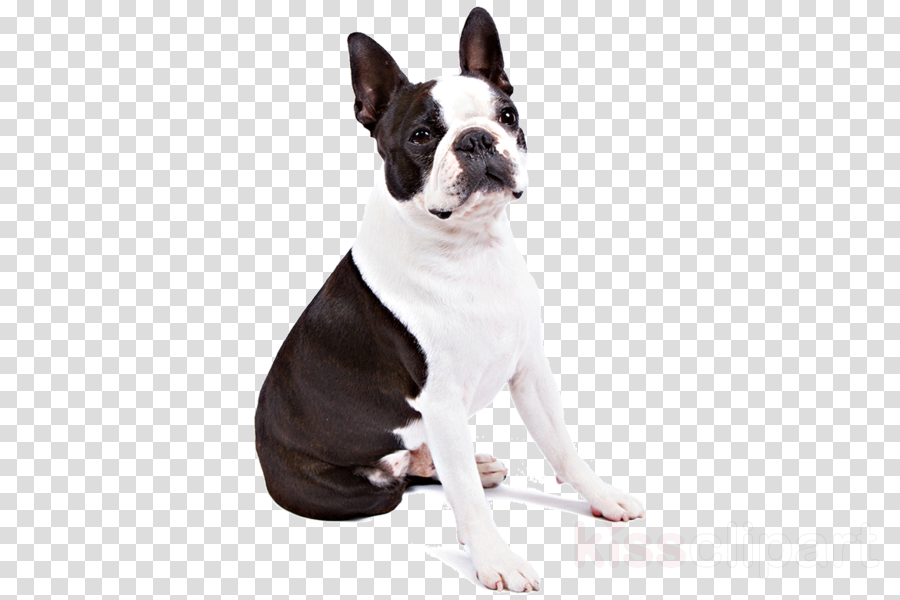 Boston Terrier Dog Png Clipart Boston Terrier French - Boston Terrier Transparent (900x600), Png Download