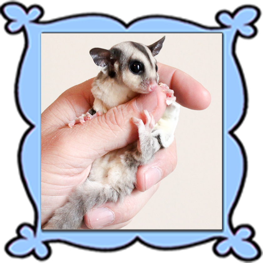 Personalized Glidersafe Delivery Adoption Package - Adoption (840x840), Png Download