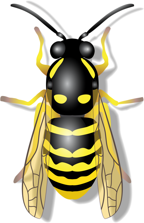 Flying Insects, Bugs And Insects, Bee Design, Bee Decorations, - Abeille Png (571x800), Png Download