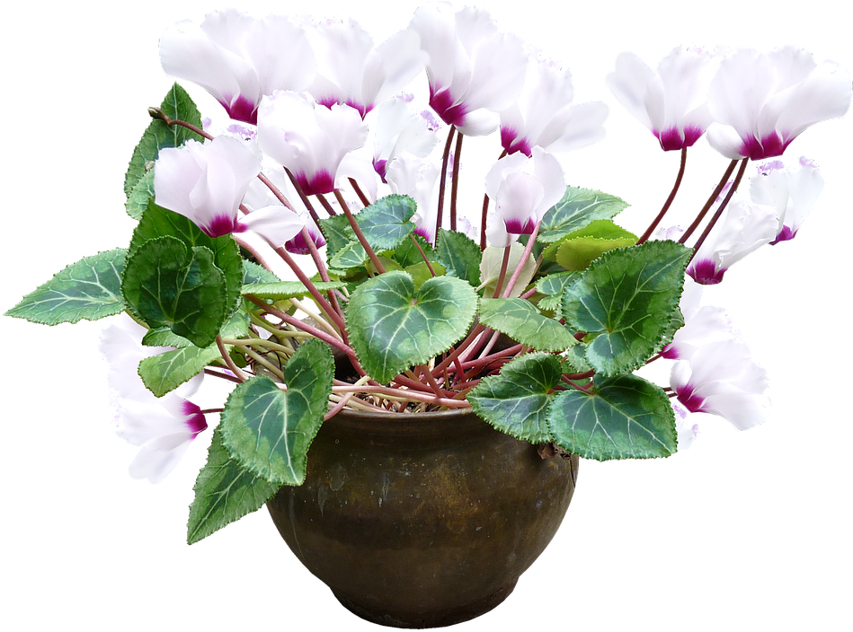 Cyclamen, White, Pot, Plant - Cyclamen Png (960x707), Png Download