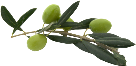 Download Olive Png Image - Olive Png (500x261), Png Download