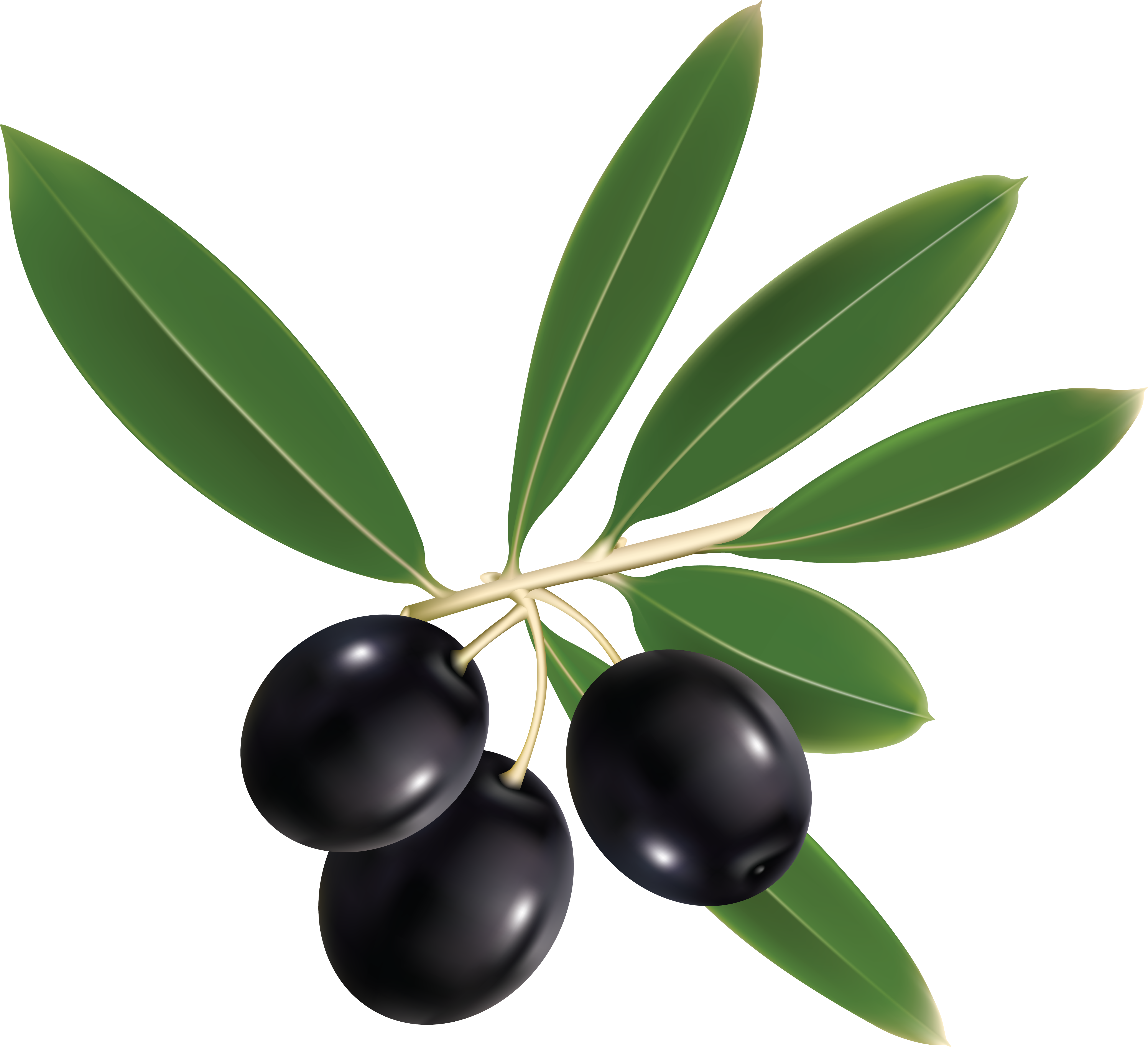 Olive Oil Labels (3519x3210), Png Download