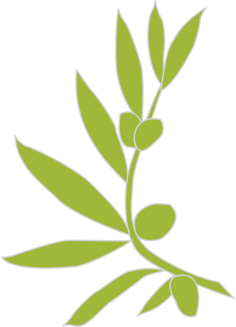 Open - Olive Branch Heraldry (1000x1414), Png Download
