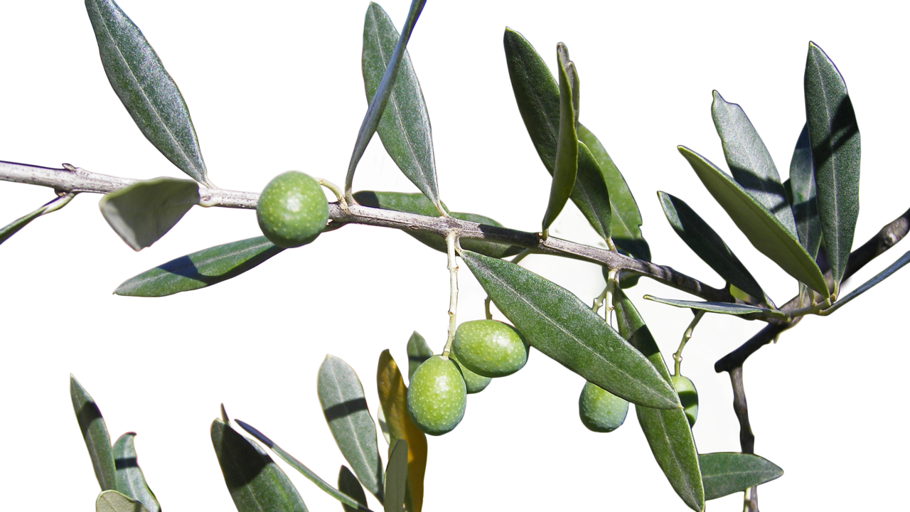 Only With The Best - Olive (1280x720), Png Download