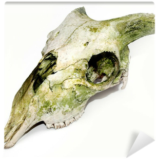 Old Animal Skull With Broken Horns Against White Background - Skull (400x400), Png Download