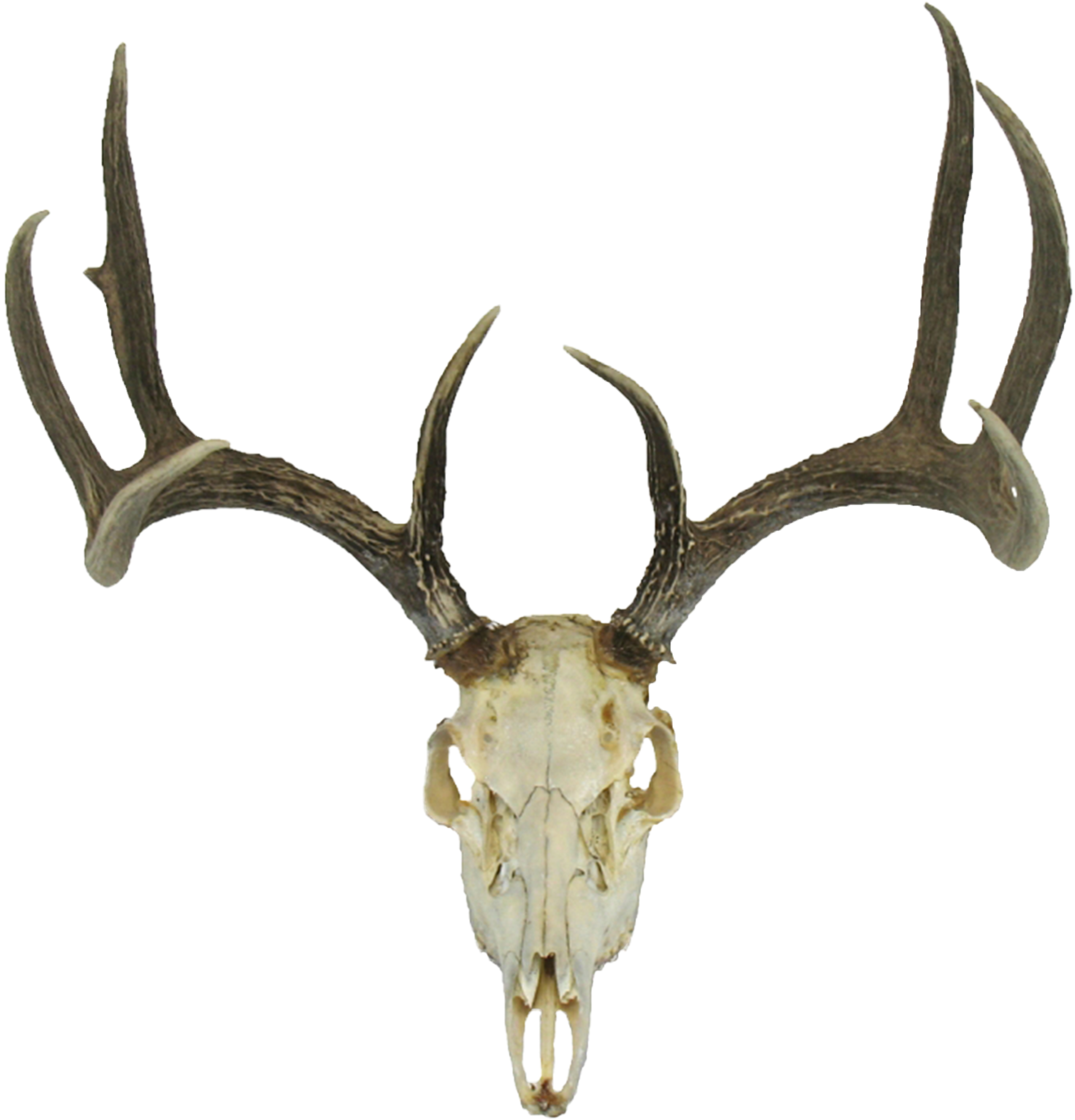 Deer Skull Png - Deer Head Skull Png (3500x3500), Png Download