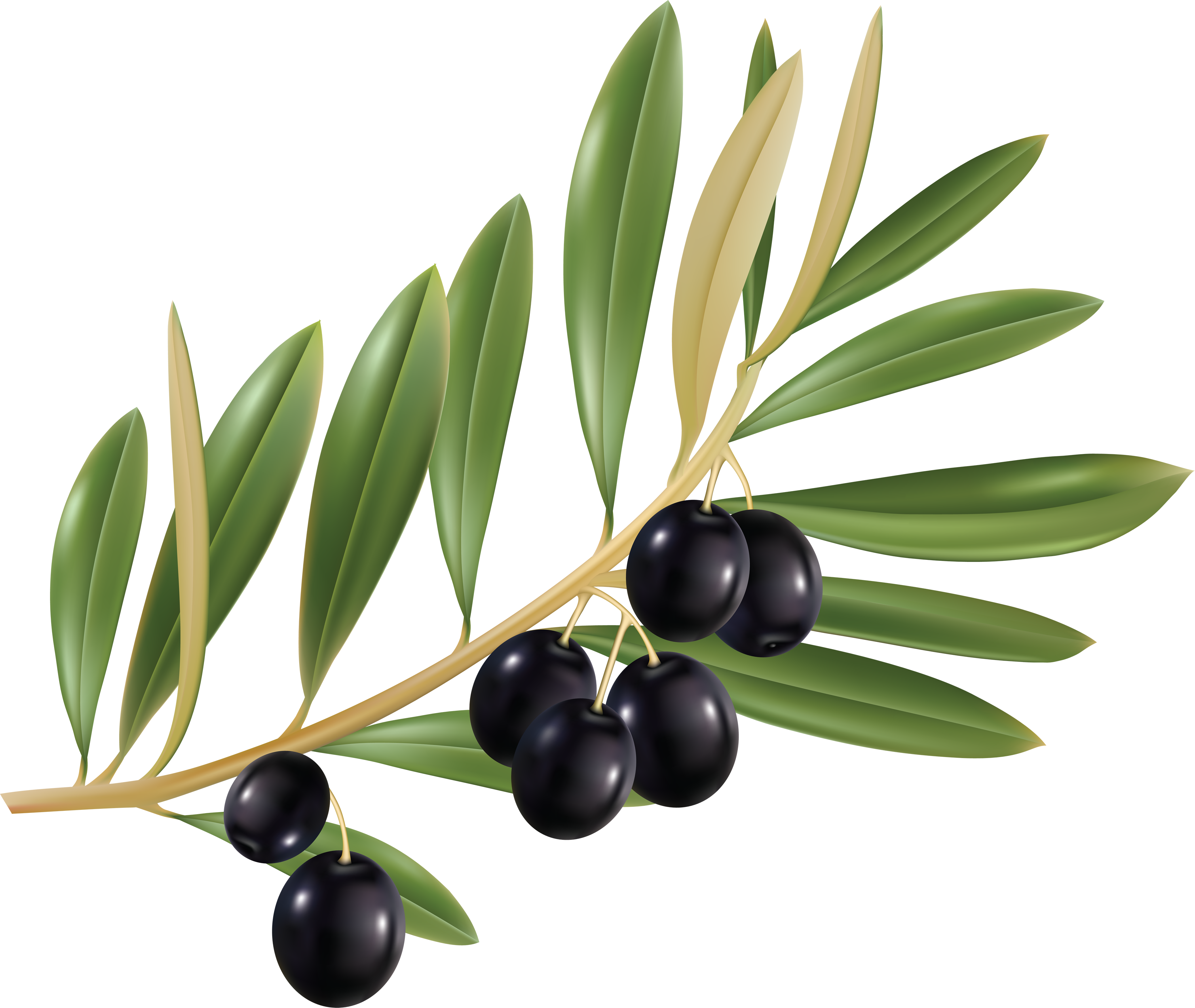 Olive Png (3507x2960), Png Download