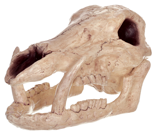 Boar Skull (650x577), Png Download