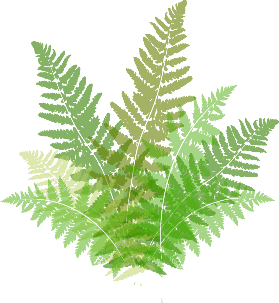 Ferns - Ostrich Fern (944x1024), Png Download