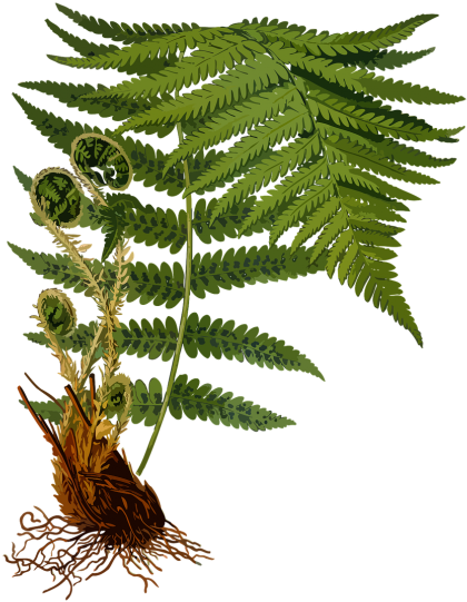 Dryopteris Filix Mas (500x644), Png Download