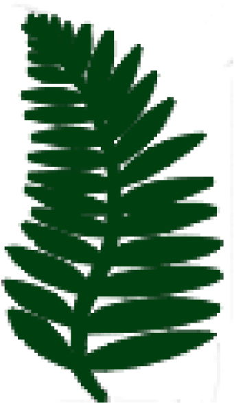 Athyrium Filix-femina 'lady In Red' - Male Fern (600x600), Png Download