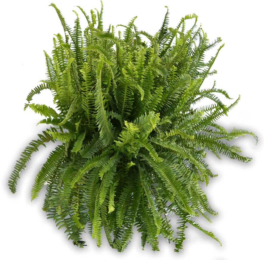 10in Kimberly Queen Fern 900×900 - Plants From Top Png (900x900), Png Download