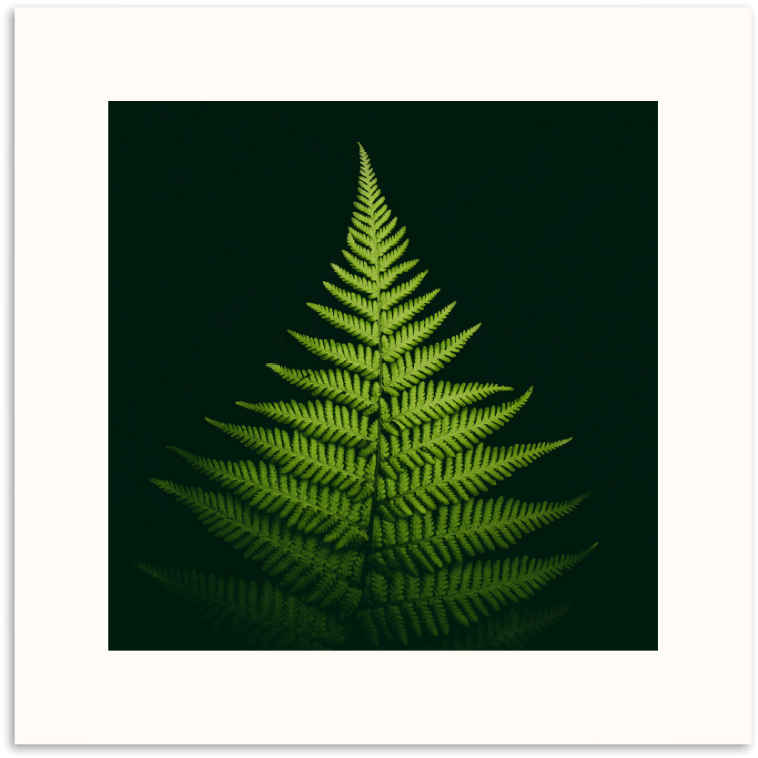 Pyramid Fern - Mobile Phone (900x900), Png Download