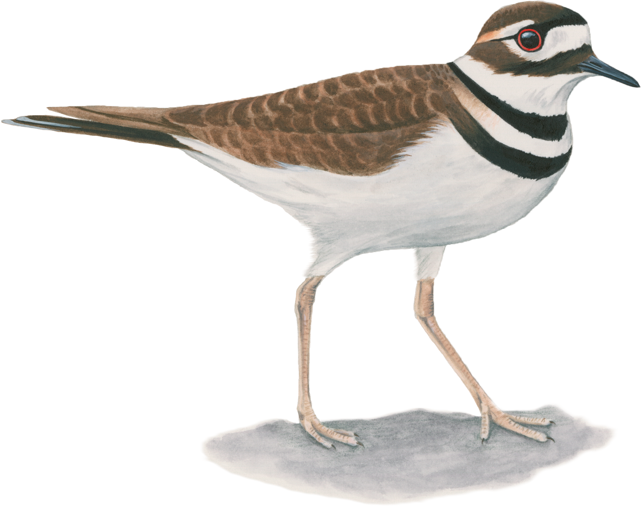 Killdeer Png (2328x2328), Png Download