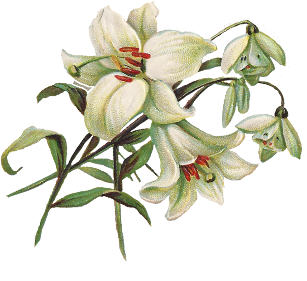 Vintage Clip Art Lily And Snow Bells Png Image - Easter Lily Png (621x568), Png Download