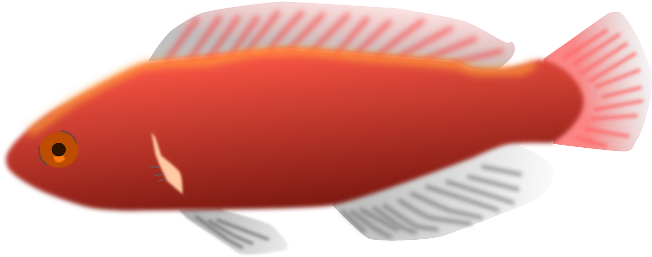 Pink, Fish, Scales, Colorful, Pretty, Aquarium, Fins - Peixes De Aquário Png (640x320), Png Download