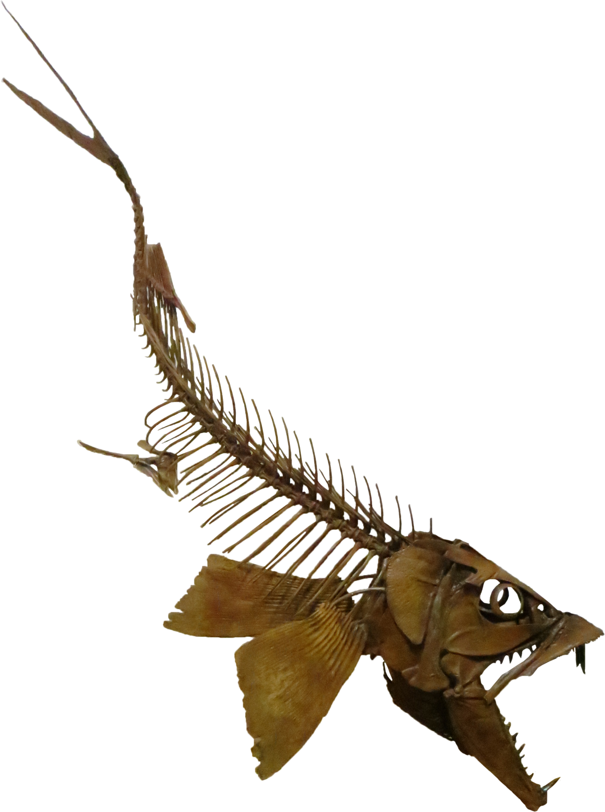 Enchodus (1200x1610), Png Download