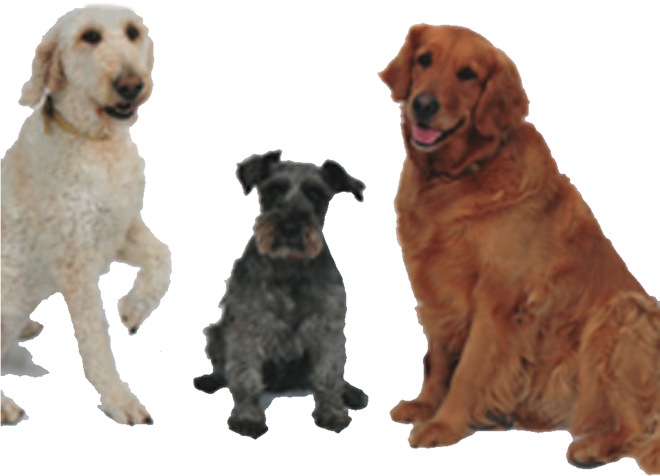 Bestfriends - Best Friends (954x700), Png Download
