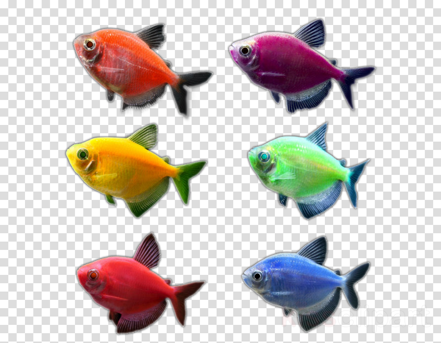 Aquarium Clipart Goldfish Aquarium Glofish - Glofish Clipart (900x700), Png Download