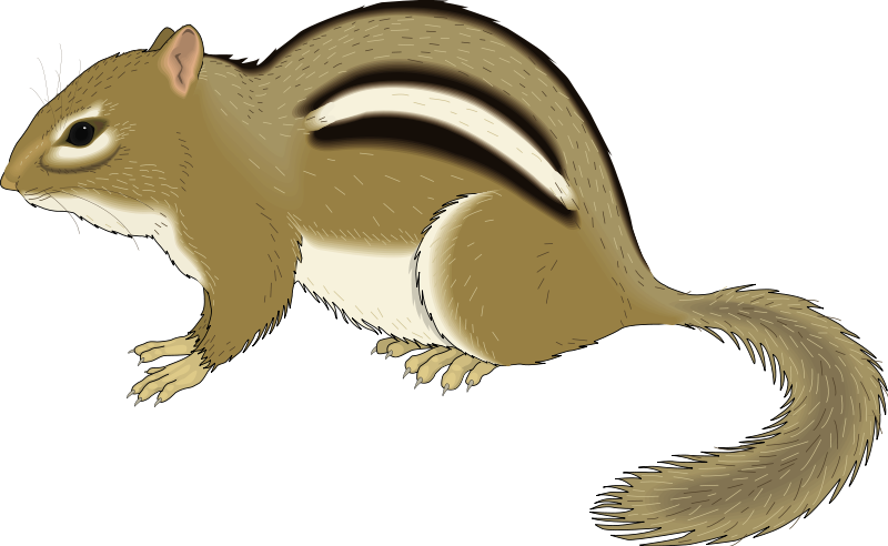 Rodent Clipart Chipmunk - Chipmunk Clip Art (800x492), Png Download