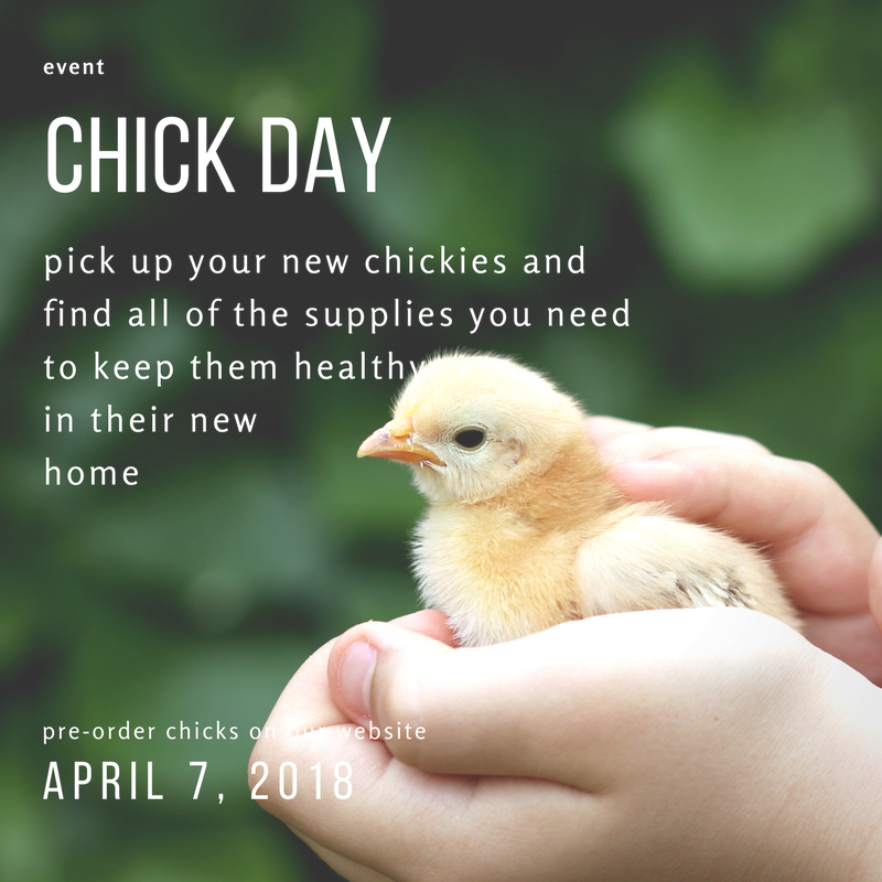 Baby Chick Png (800x800), Png Download